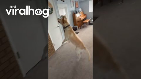 Air Bud Emery || ViralHog