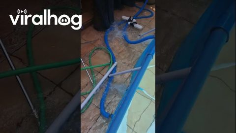 Home Alone and the Pool Breaks || ViralHog