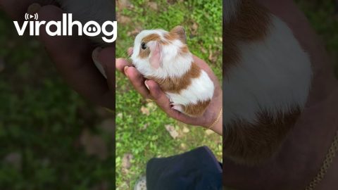 Guinea Pig in My Pocket || ViralHog