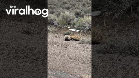 Grumpy Badger Cub Tries to Pick a Fight || ViralHog