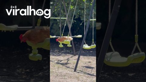 Christine the Hen Relaxes on Her Swing || ViralHog
