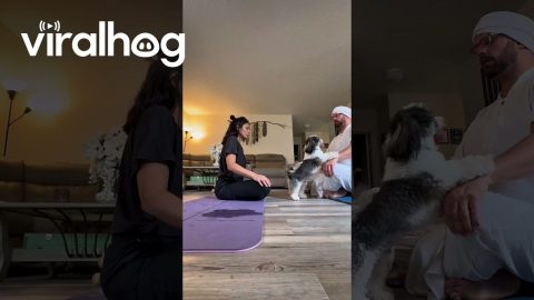 Dog's Potty Break Ruins Couple's Yoga || ViralHog