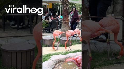 Flamingos Dancing With Fancy Footwork || ViralHog