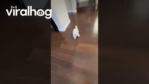 Mr. Squeaks Around the House Chase || ViralHog