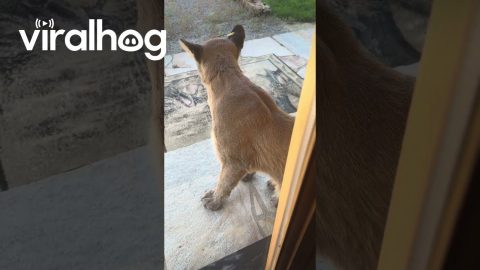 The Porch Kitty You Don’t Want || ViralHog