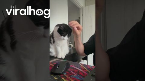 My Cat Begs for Petting || ViralHog