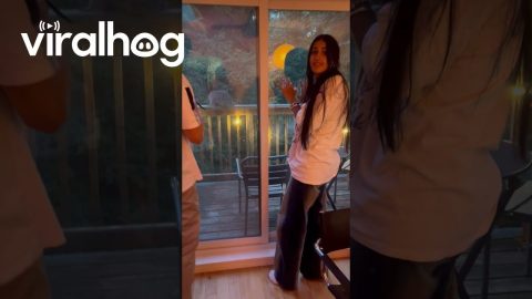 Funny British Friends Seeing Raccoons for the First Time || ViralHog