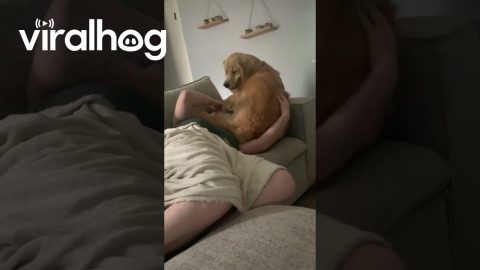 Golden Retriever Sits With No Regard For Auntie || ViralHog