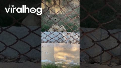 Lion Jumps on Fence and Scares Human || ViralHog