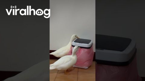 Ducks Play With Sensor-Activated Trash Can || ViralHog