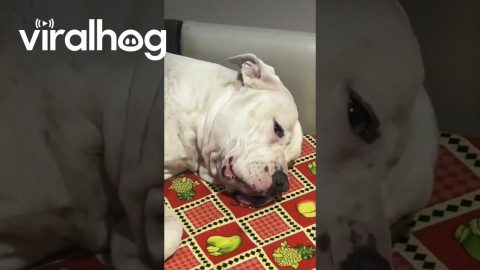 When Your Dog's Had a Long Day || ViralHog