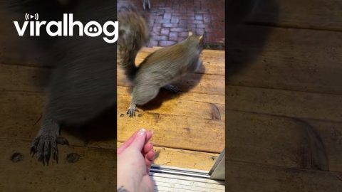 Squirrelypop Dinner Line || ViralHog