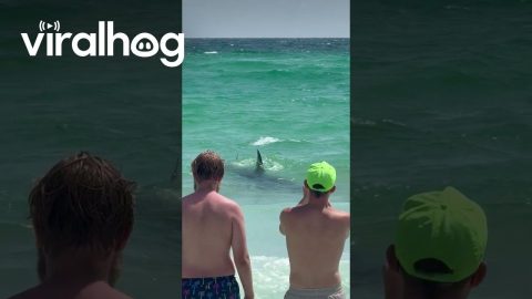 Huge Shark Visits Florida Beach || ViralHog