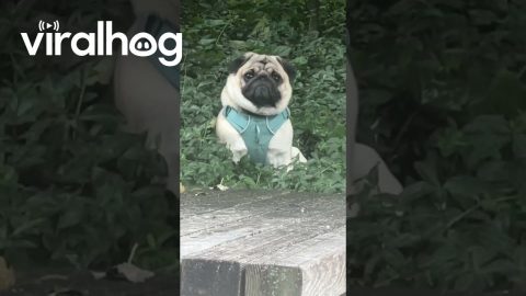 Pug Smiling and Pouting on Command || ViralHog