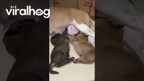 Nursing Puppies High Five || ViralHog