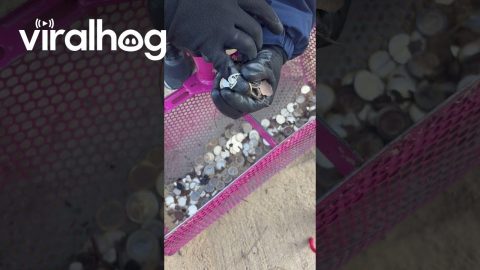 Profitable Beach Cleaning || ViralHog