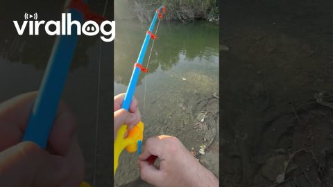 Toy Rod Quickly Catches Fish || ViralHog