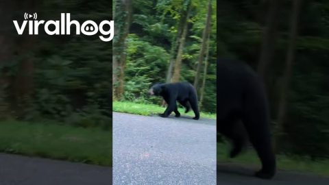 Bear Wants to Play Fetch || ViralHog