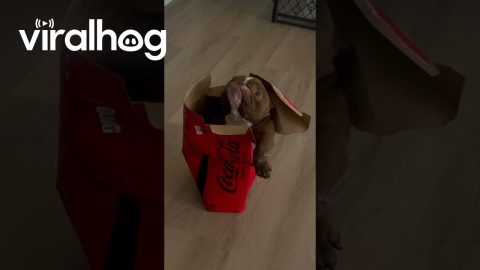 Dorphy in a Coke Zero Box || ViralHog