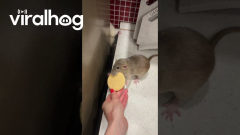 Pet Rats Can't Share Snack || ViralHog