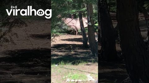 Bear Needs a Nap || ViralHog
