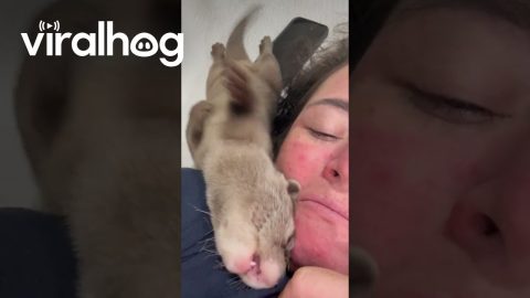 Cute Baby Otter Sounds || ViralHog