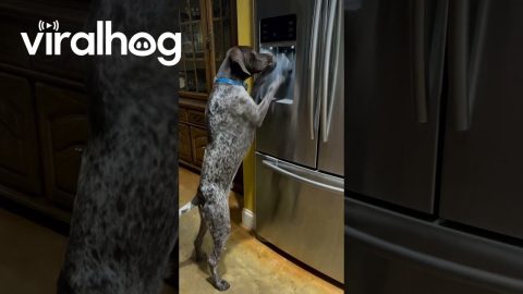 Dog Gets His Own Ice From the Fridge || ViralHog