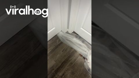 Pretend the Flood Isn’t Happening || ViralHog
