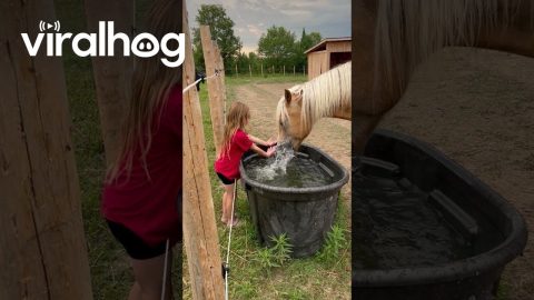Splash Fighting With a Horse || ViralHog