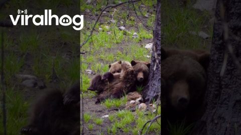 Wild Grizzly Cub Antics While Mama Bear Tries to Snooze || ViralHog