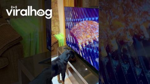 Rottweiler Trying to Eat the Ribs on the TV Screen || ViralHog