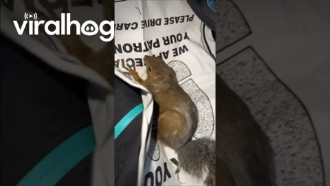 I Hit a Squirrel and It Woke Up When I Tried Saving It || ViralHog