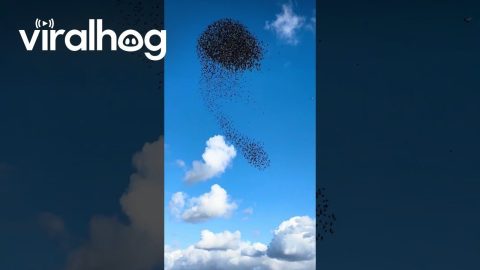 Starling Murmuration Over Autumn River || ViralHog