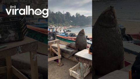 Blind Sea Lion Charms Local Fishers || ViralHog