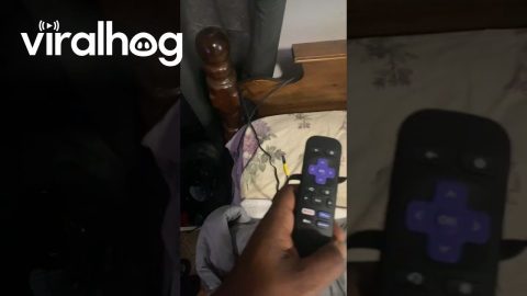 Man Finds a Way to Stop Losing His Remote || ViralHog