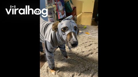 Shed Proof Dog Suit || ViralHog