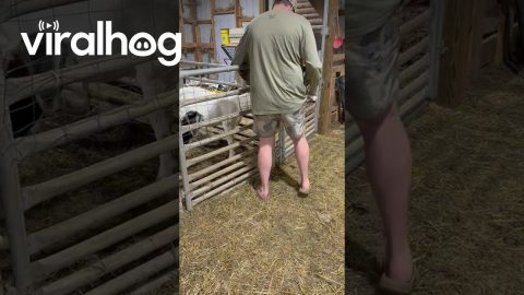 The Goat Escape Is No Longer a Mystery || ViralHog