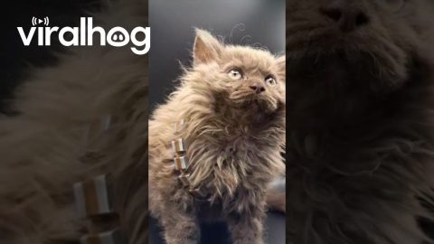 Kitten's First Cosplay || ViralHog