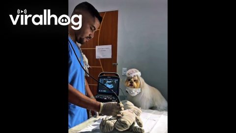 My Favorite Veterinary Assistant || ViralHog