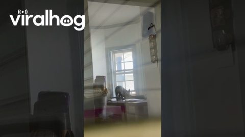 French Bulldog Caught Sneaking Out || ViralHog