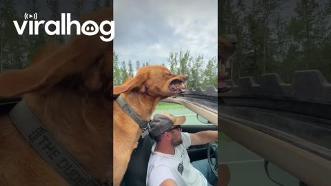 Yukon Sunroof Dog || ViralHog