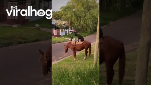 Black Dog Sits On Grazing Mare || ViralHog