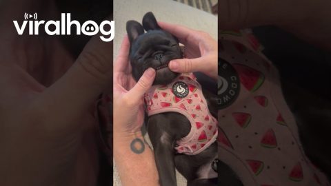 Tiny Teeth On Pug Puppy || ViralHog