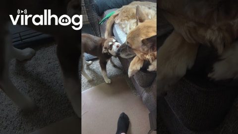 Playful Husky Puppy Annoys Old Dog || ViralHog