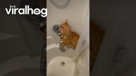 Orange Cat Obsessed With Water || ViralHog