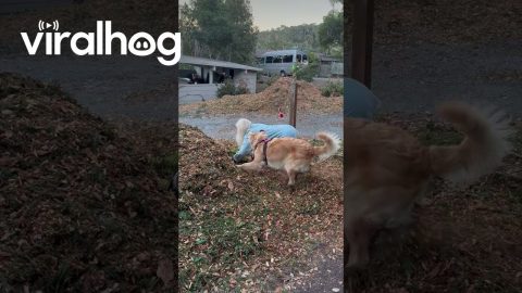 Dog Helps Grandma Garden || ViralHog