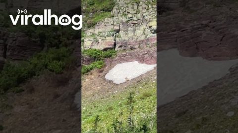Grizzly Goes Sledding in Glacier || ViralHog