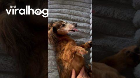 Old Dachshund Struggles to Wake Up || ViralHog