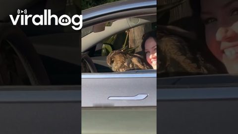 Owl Rides In Passenger Seat || ViralHog