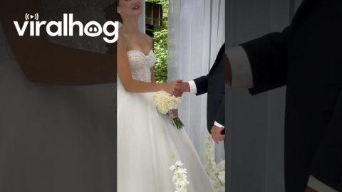 Butterfly Blesses Wedding Vows || ViralHog